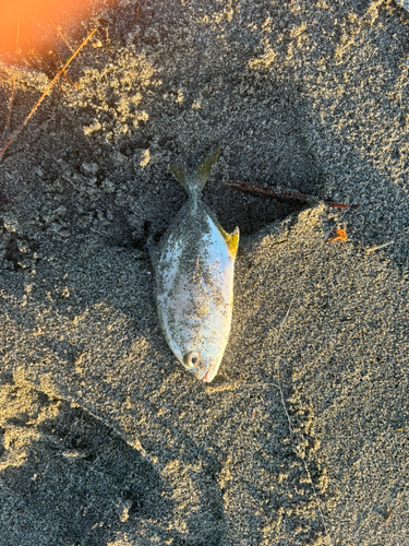 メッキの釣果