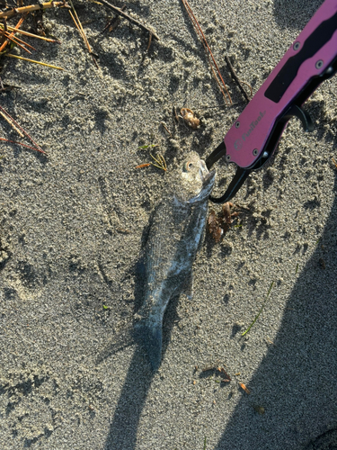 ツバメコノシロの釣果