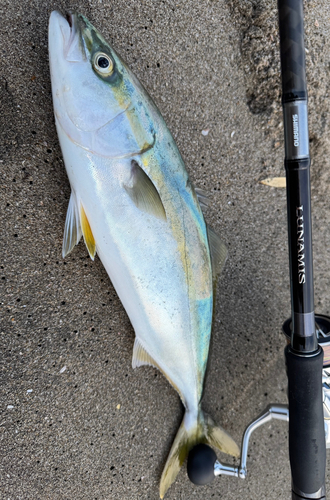 イナダの釣果