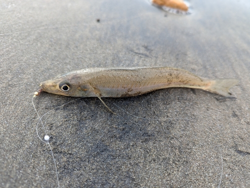 シロギスの釣果