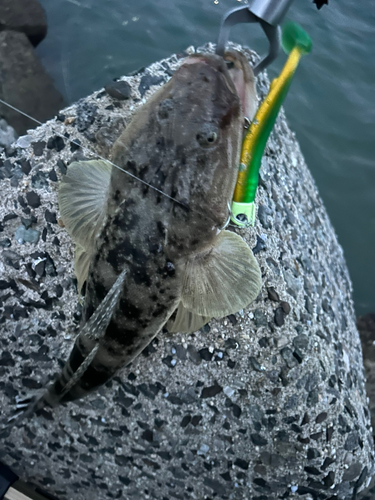 マゴチの釣果