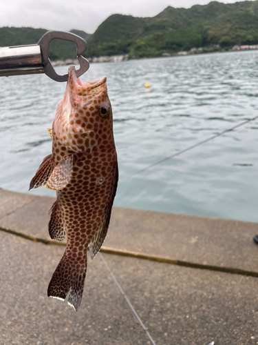 オオモンハタの釣果