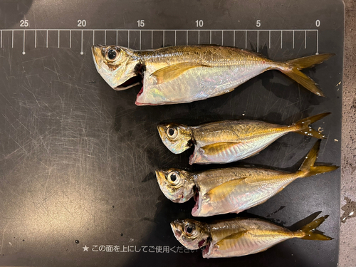 アジの釣果