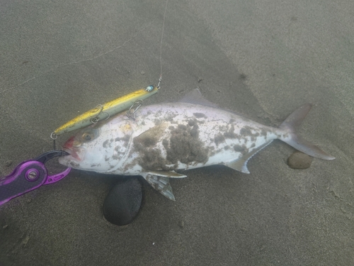 シオの釣果