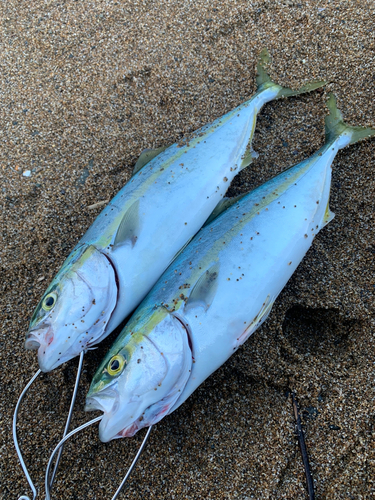 コゾクラの釣果