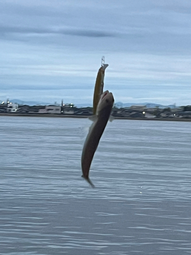 エソの釣果