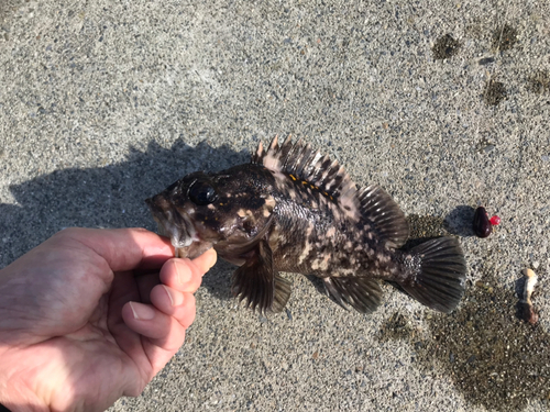 オウゴンムラソイの釣果