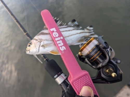 コトヒキの釣果