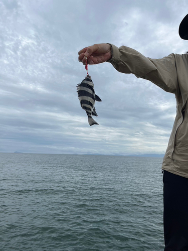 カワハギの釣果