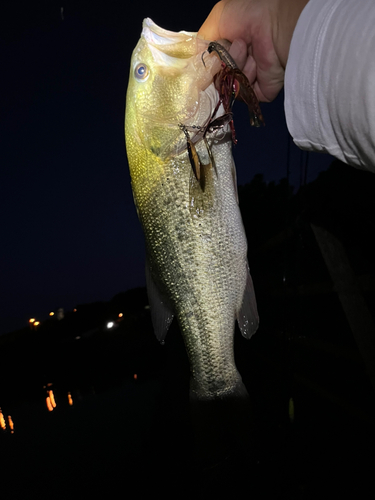 ラージマウスバスの釣果