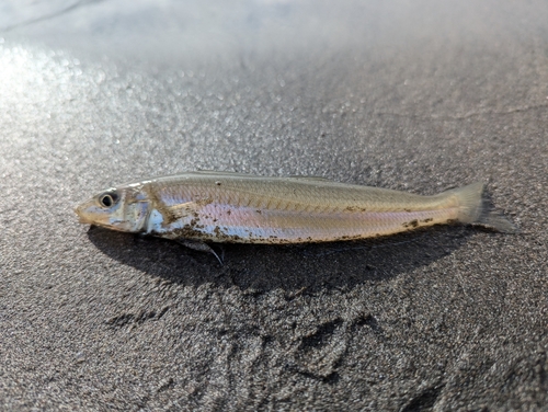 シロギスの釣果