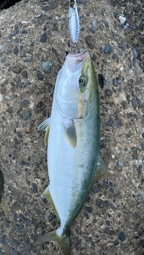 イナダの釣果