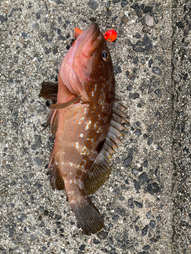 アコウの釣果