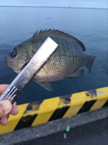 メジナの釣果