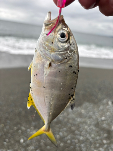 メッキの釣果