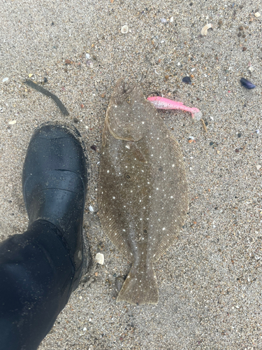 ヒラメの釣果