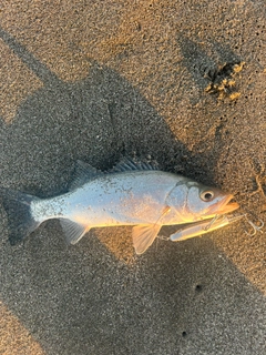 セイゴ（ヒラスズキ）の釣果