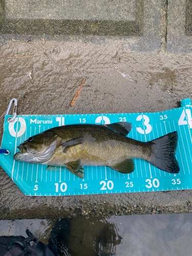 スモールマウスバスの釣果