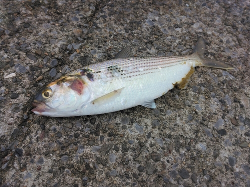 コノシロの釣果