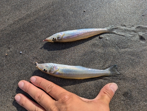 シロギスの釣果