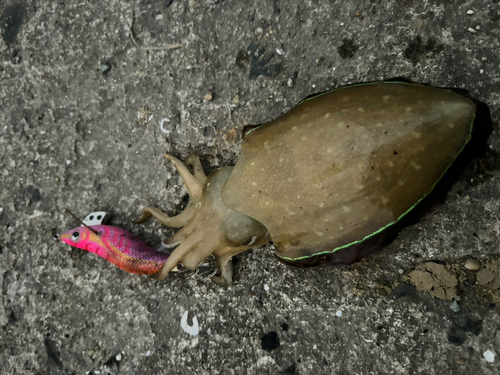 コウイカの釣果