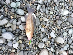 オオモンハタの釣果