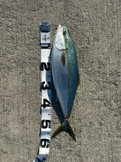 イナダの釣果