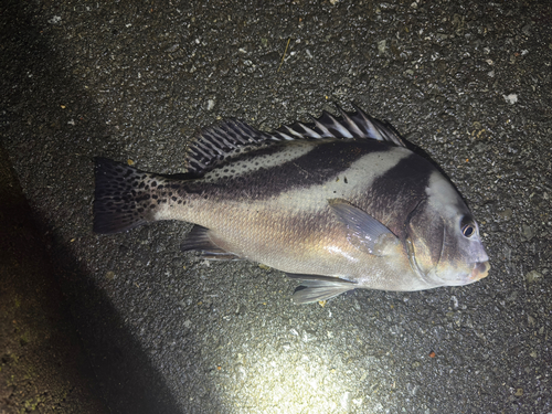 コショウダイの釣果