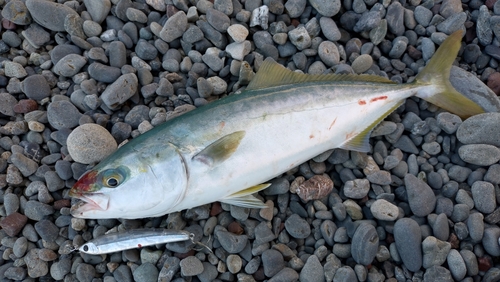 ハマチの釣果