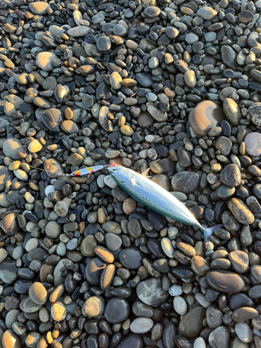 マルソウダの釣果