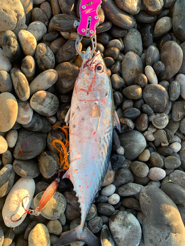 ヒラソウダの釣果