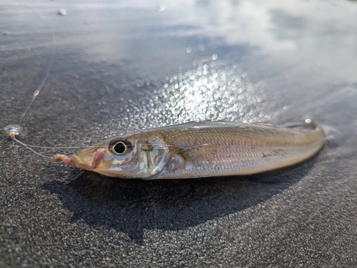 シロギスの釣果