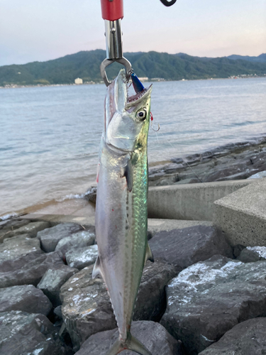 サゴシの釣果