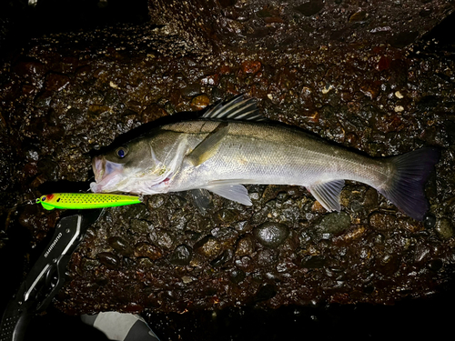 シーバスの釣果