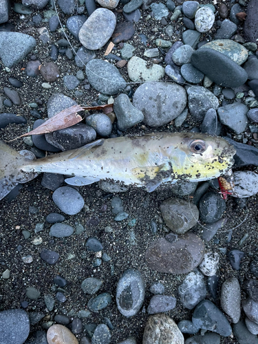 シロサバフグの釣果