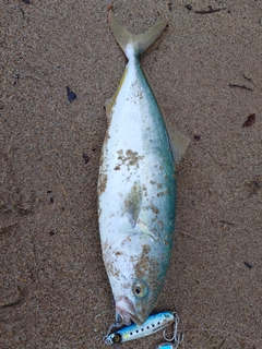 ツバスの釣果