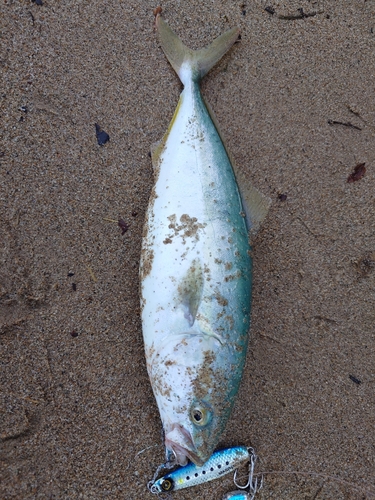 ツバスの釣果