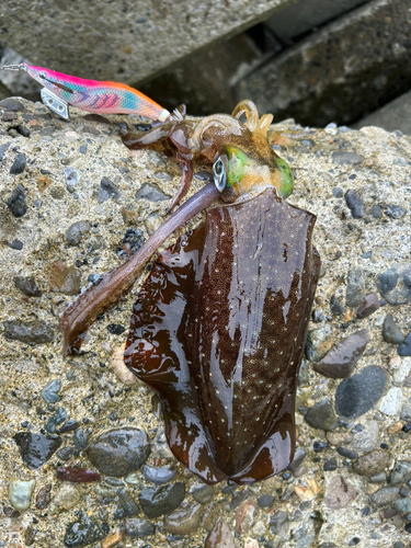 アオリイカの釣果