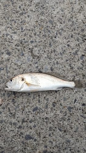 釣果