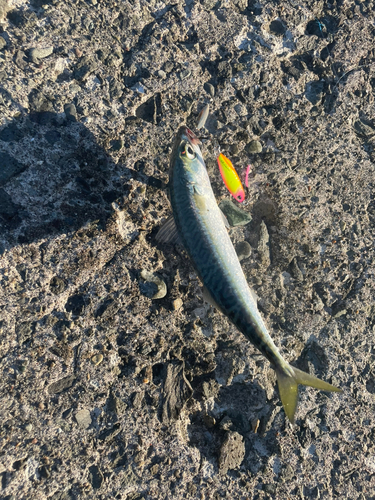 マメイカの釣果