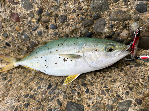 ワカシの釣果