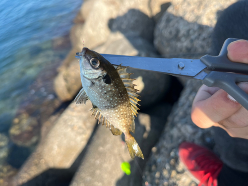 アイゴの釣果