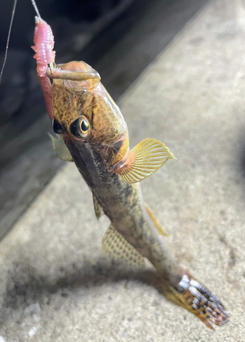 ハゼの釣果