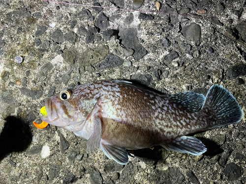 ソイの釣果