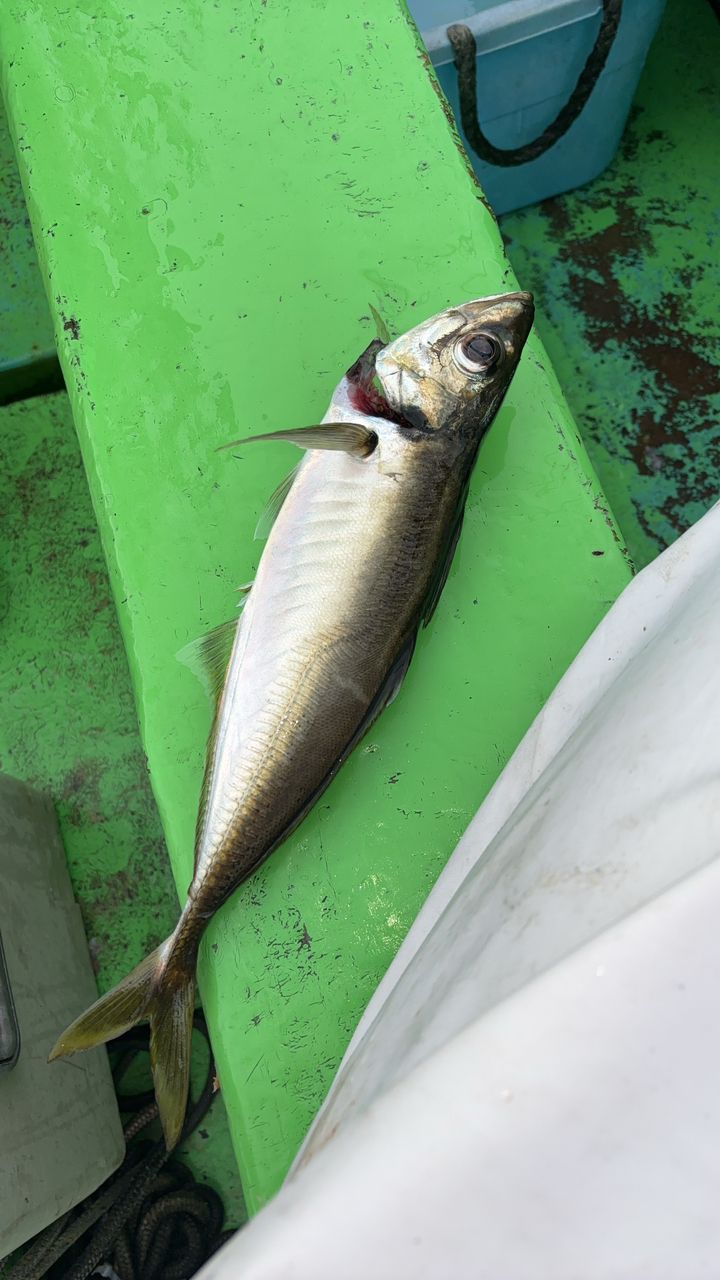 山﨑凌さんの釣果 2枚目の画像