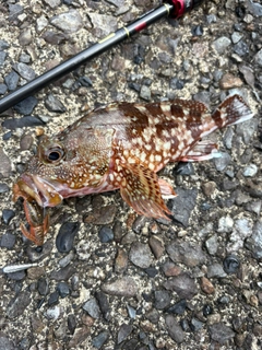 カサゴの釣果