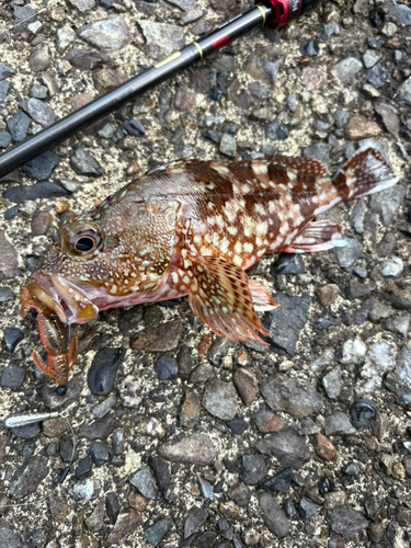 紀伊長島三浦