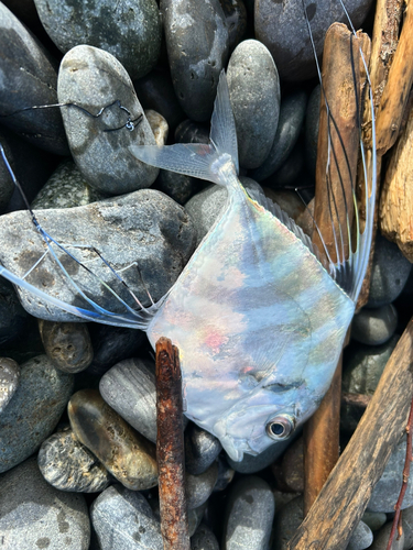 イトヒキアジの釣果