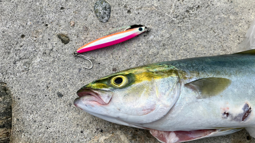 ツバイソの釣果