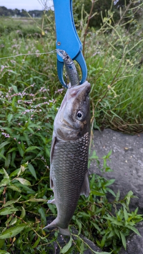 ニゴイの釣果